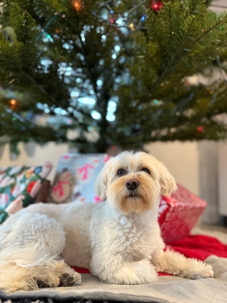 How to Prepare Your Dog for Their First Boarding Stay