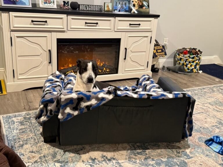 The Ultimate Guide to Choosing a Dog Boarding Facility