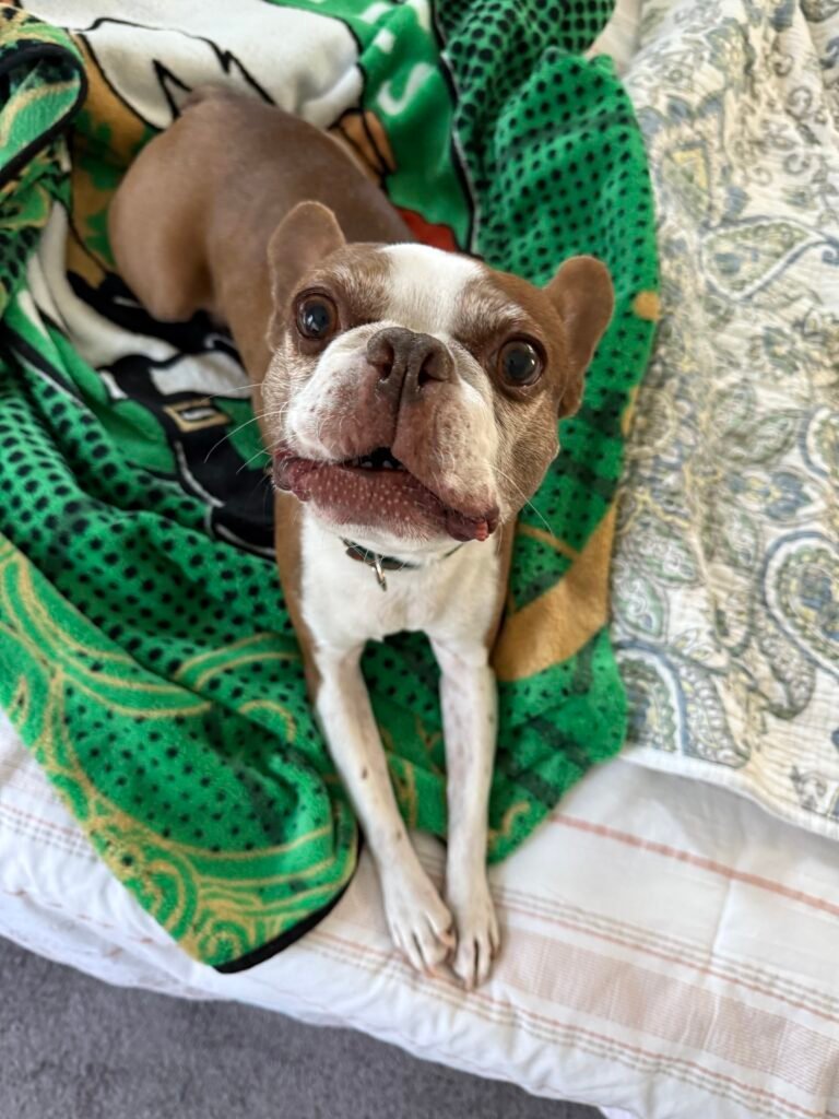 Boarding Your Dog During the Holidays: What You Need to Know